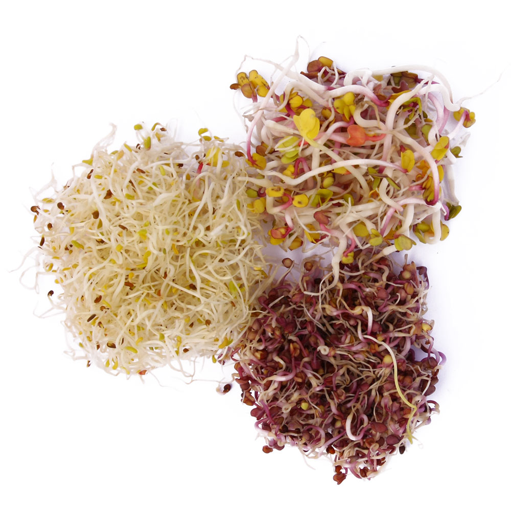 Klice Mix alfalfa-zelje-rotkvica